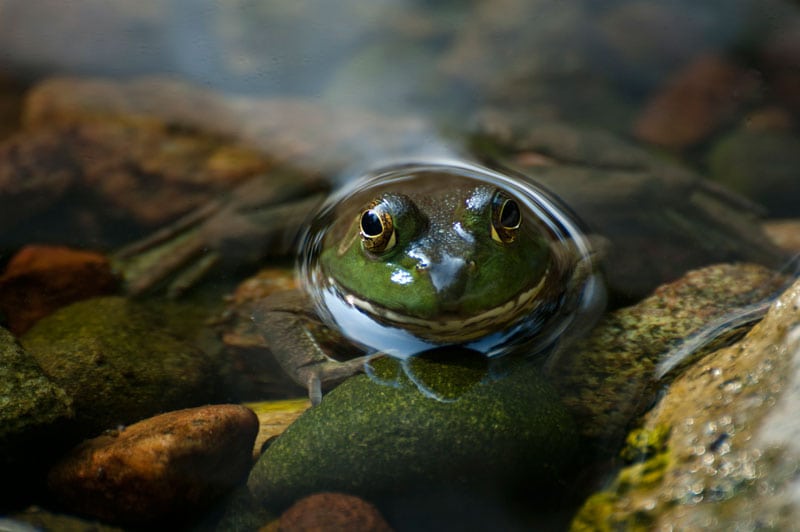 pond frog
