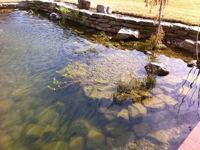 Pond Algae Control 